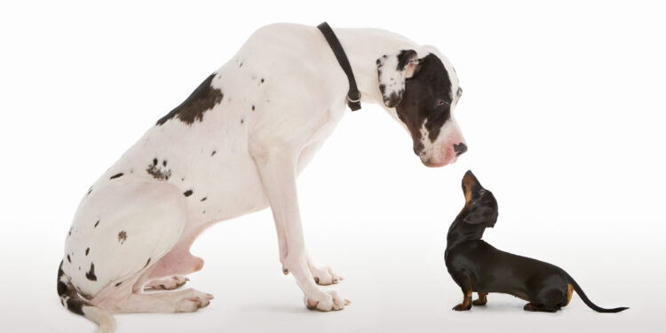 Small Caps vs. Large Caps: The Cycle That’s About to Turn