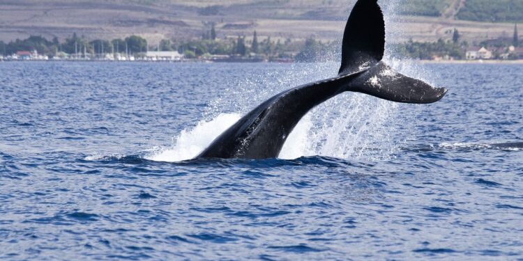 Cardano’s Bearish Retail Crowd Hands Whales a Buying Window