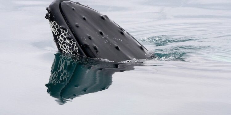 Ethereum ICO Whale Stakes $646M ETH After Three Years Dormant