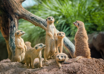 Revisiting the Factor Zoo: How Time Horizon Impacts the Efficacy of Investment Factors