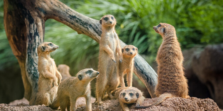 Revisiting the Factor Zoo: How Time Horizon Impacts the Efficacy of Investment Factors