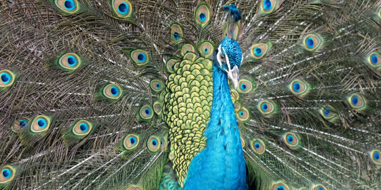 Financial Selection and Investor Herding: Lessons from Evolutionary Biology