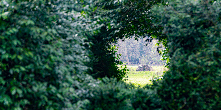 Bonds and Fixed Income: Where’s the Hedge?